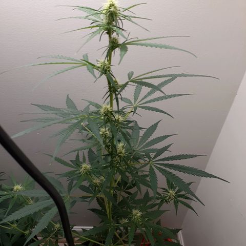 White Widow growlog timeline photo