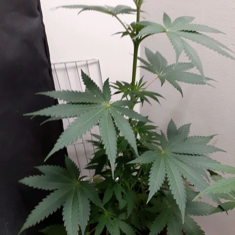 White Widow growlog timeline photo