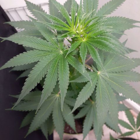 White Widow growlog timeline photo