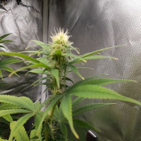 Bubblegum Kush growlog timeline photo