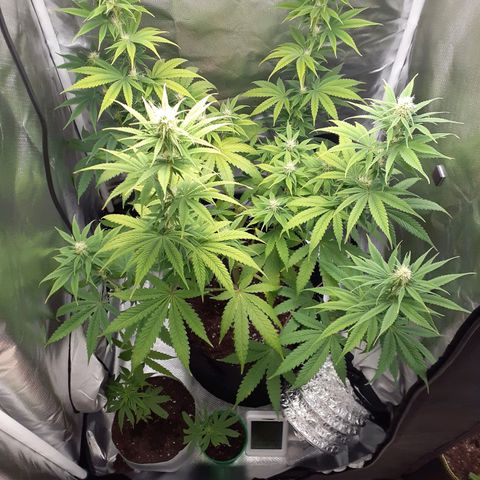 Bubblegum Kush growlog timeline photo