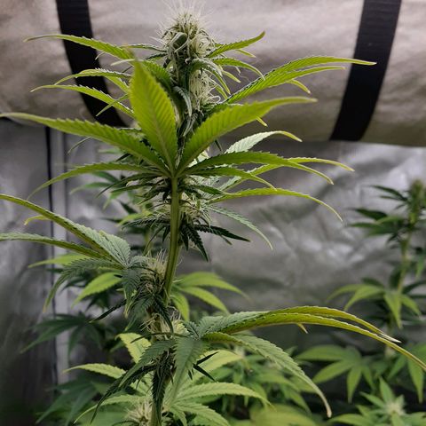Bubblegum Kush growlog timeline photo