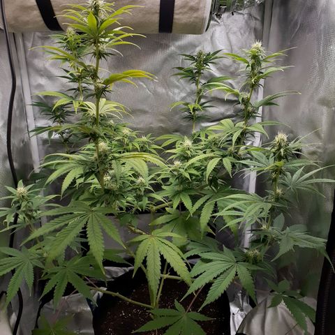 Bubblegum Kush growlog timeline photo
