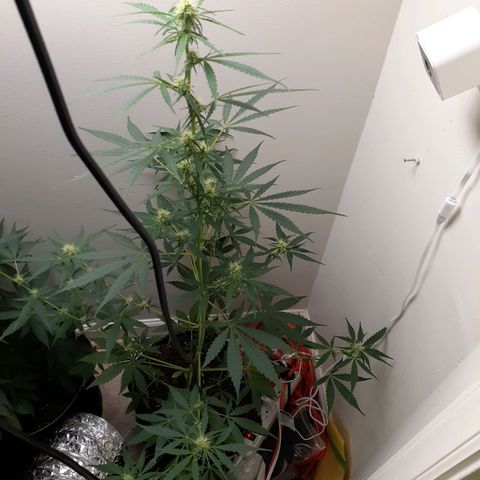 White Widow growlog timeline photo