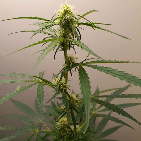 White Widow growlog timeline photo