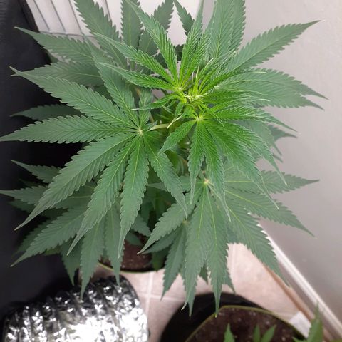 White Widow growlog timeline photo