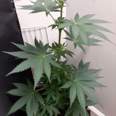 White Widow growlog timeline photo