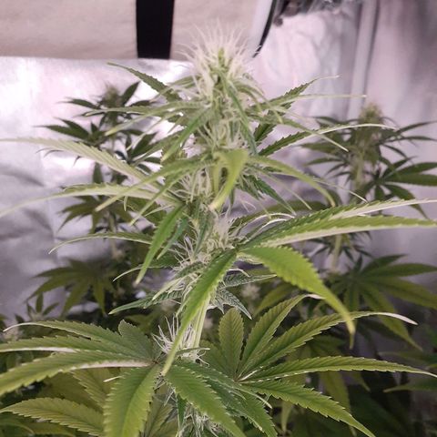 Bubblegum Kush growlog timeline photo