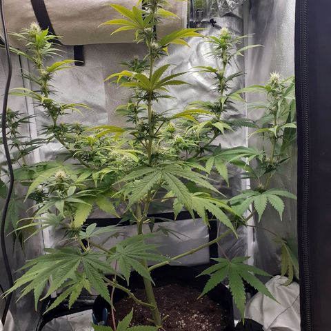 Bubblegum Kush growlog timeline photo