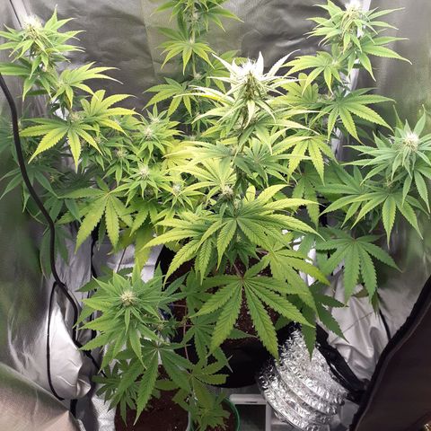 Bubblegum Kush growlog timeline photo