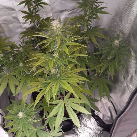 Bubblegum Kush growlog timeline photo