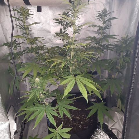 Bubblegum Kush growlog timeline photo