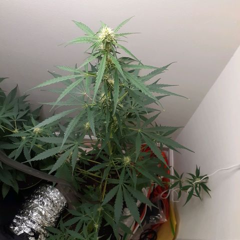 White Widow growlog timeline photo