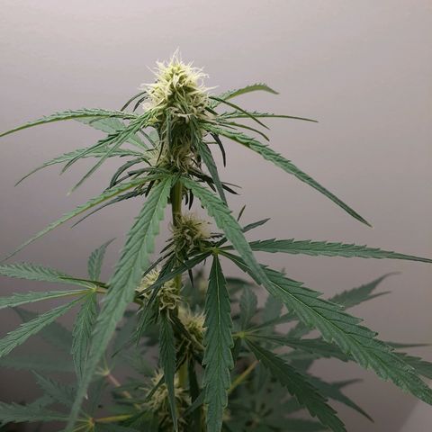 White Widow growlog timeline photo