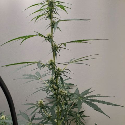 White Widow growlog timeline photo