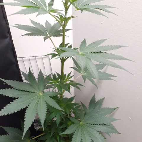 White Widow growlog timeline photo