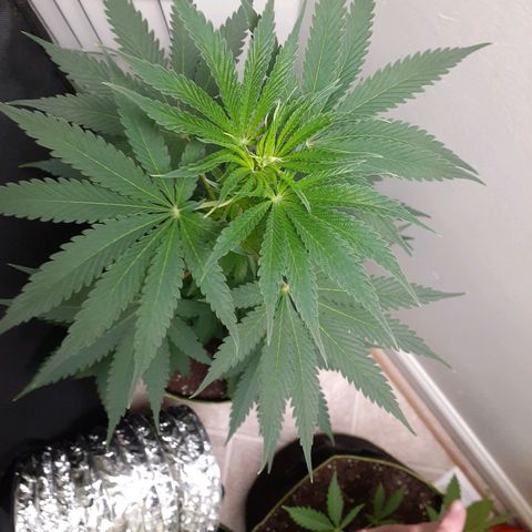 White Widow growlog timeline photo