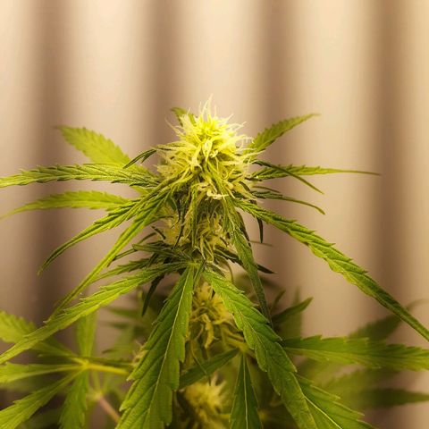 White Widow growlog timeline photo