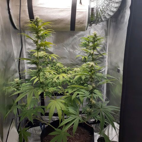 Bubblegum Kush growlog timeline photo
