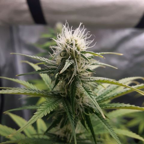 Bubblegum Kush growlog timeline photo