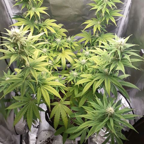 Bubblegum Kush growlog timeline photo