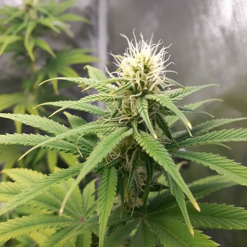Bubblegum Kush growlog timeline photo