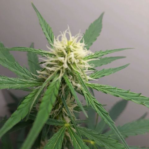 White Widow growlog timeline photo