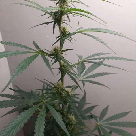White Widow growlog timeline photo