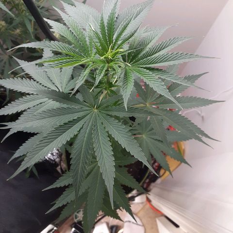 White Widow growlog timeline photo
