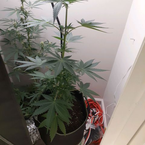White Widow growlog timeline photo