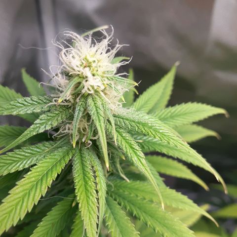 Bubblegum Kush growlog timeline photo