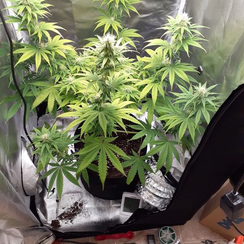 Bubblegum Kush growlog timeline photo