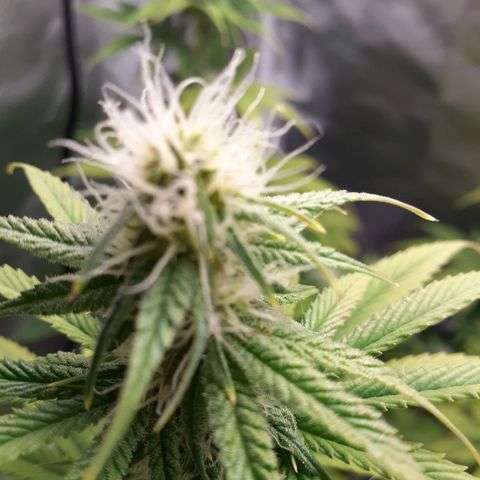 Bubblegum Kush growlog timeline photo