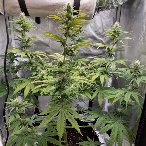 Bubblegum Kush growlog timeline photo