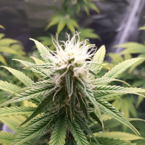 Bubblegum Kush growlog timeline photo