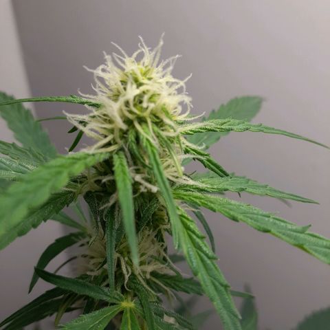 White Widow growlog timeline photo