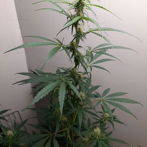 White Widow growlog timeline photo