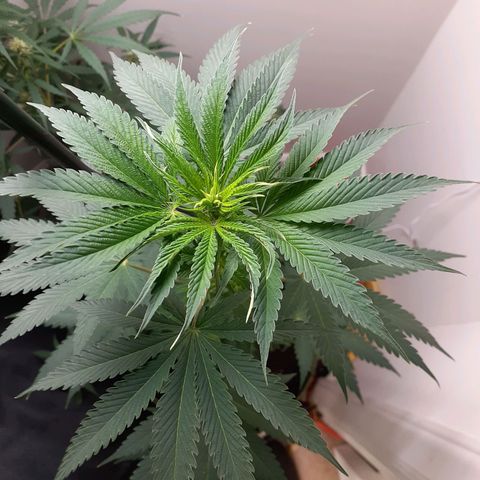 White Widow growlog timeline photo