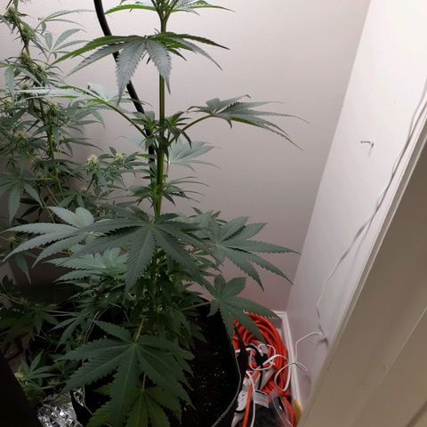 White Widow growlog timeline photo