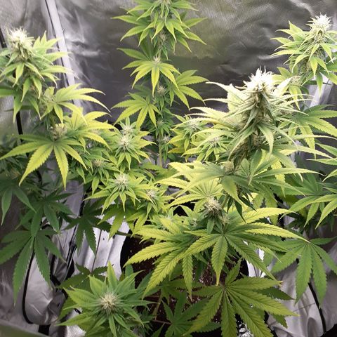 Bubblegum Kush growlog timeline photo