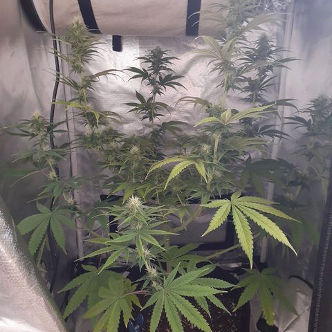 Bubblegum Kush growlog timeline photo