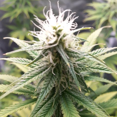 Bubblegum Kush growlog timeline photo