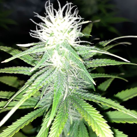 Bubblegum Kush growlog timeline photo