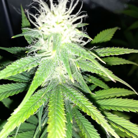 Bubblegum Kush growlog timeline photo