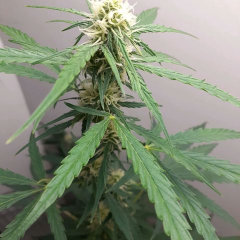 White Widow growlog timeline photo