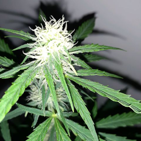 White Widow growlog timeline photo