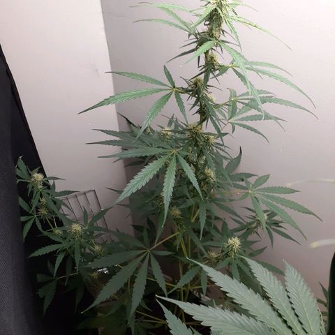 White Widow growlog timeline photo
