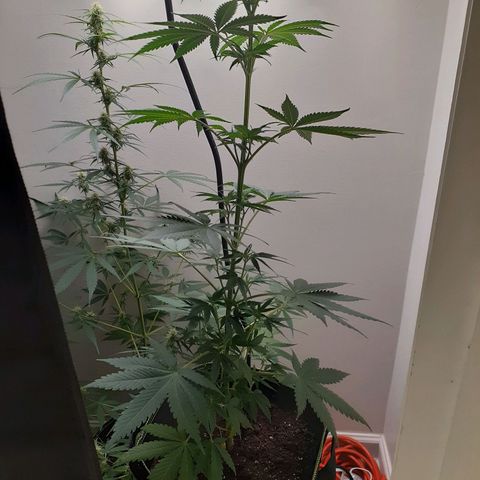 White Widow growlog timeline photo