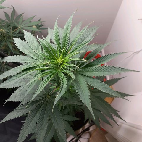 White Widow growlog timeline photo