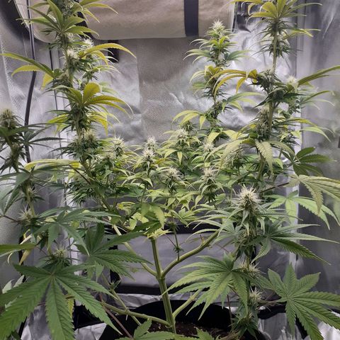Bubblegum Kush growlog timeline photo
